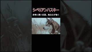 犬の種類シベリアンハスキーの紹介 [upl. by Graves327]