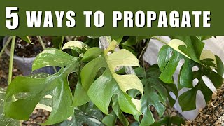 5 Ways to Propagate Rhaphidophora Tetrasperma Mini Monstera [upl. by Carolyne956]