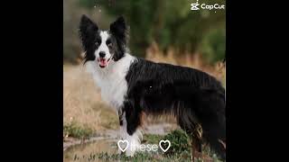 I will come back as a Border Collie ❤️🐕🐾🎾🍄 [upl. by Namie]