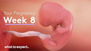 8 Weeks Pregnant  What to Expect [upl. by Rettig]