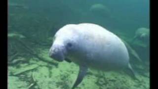 Manatee Video  2 [upl. by Innej]