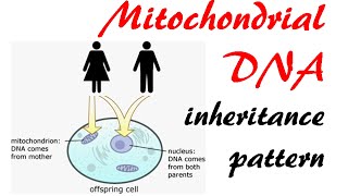 Mitochondrial DNA inheritance pattern [upl. by Mona]