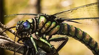 What Caused the Extinction of Giant Insects  Full Documentary [upl. by Naejamron]