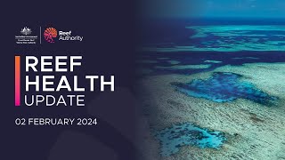 Reef health update  2 February 2024 [upl. by Ashlan]