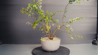 Bonsai Chinese Elm clump style planting tree 8  part 1 [upl. by Ffilc265]