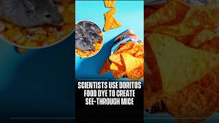 Scientists Make Mice Transparent With Food Dye Found In Doritos [upl. by Forsta]