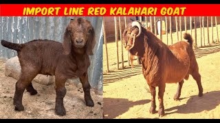 Import Line Kalahari Red Goat [upl. by Clough]