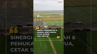 Sinergi Pemerintah dan Pemuka Adat Papua Cetak Sawah Seribu Hektare [upl. by Nwahsuq269]