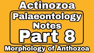 Anthozoa  Morphology of Anthozoa  Actinozoa  Phylum Cnidaria  Geological History of Anthozoa [upl. by Chao]