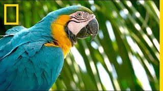 Why Are Wild Parrots Disappearing in Miami  Short Film Showcase [upl. by Tigges]