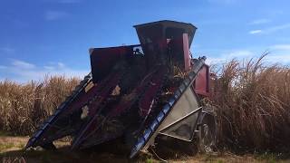 JUDICE BROTHERS FARMS Wholestalk Sugarcane Harvest 2019 [upl. by Tila227]