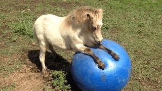 Funny Animal Videos 2023 😅 Best Funniest Videos Of The Month [upl. by Onitsuaf]