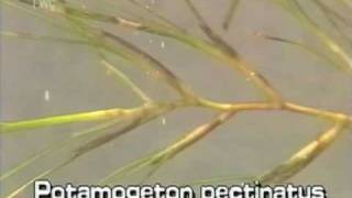 Sago pondweed Potamogeton pectinatus [upl. by Oirramed396]