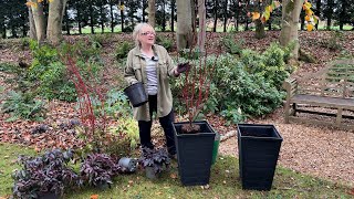 Planting buxus topiary  planting new winter pots  Outdoor Christmas lights [upl. by Scornik]