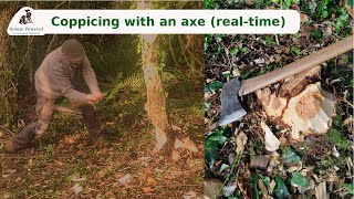 Coppicing Hazel with an Axe [upl. by Reichel]