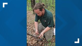 Fort Worth Zoo releases endangered Louisiana pine snakes into the wild [upl. by Abisha170]