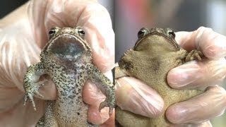 Know Your Toads Houston Toad vs Gulf Coast Toad [upl. by Novar860]