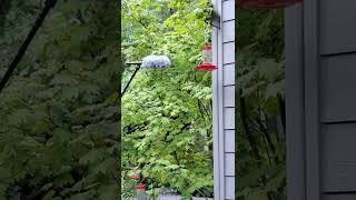 Hummingbird Sounds  Close Up [upl. by Arreic]