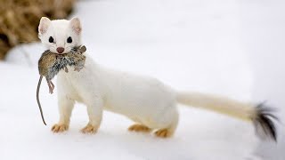 The Stoat  a fearless acrobat and rabbit hunter Interesting facts about Stoats [upl. by Arturo]