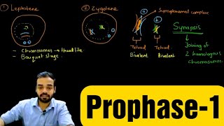 Prophase1 Leptotene Zygotene Pachytene Diplotene amp Diakinesis prophase celldivision [upl. by Naor]