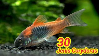 Jenis jenis ikan corydoras [upl. by Ariaes]