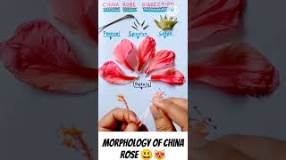 Morphology of China Rose HibiscusPetalsSepals Pedicel CalyxStamenCarpel biology science [upl. by Isus]