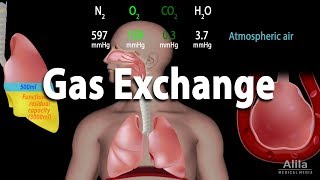 Gas Exchange and Partial Pressures Animation [upl. by Bohs]