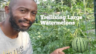 How to Grow Large Watermelons on a Trellis 🍉 🍉 🍉 [upl. by Yarised]