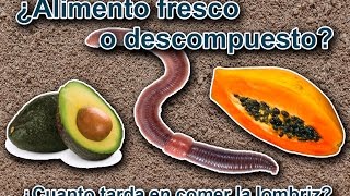 ¿ Puede la Lombriz Roja Californiana comer alimento fresco [upl. by Lilah904]