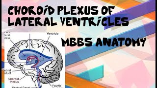 Choroid Plexus Of Lateral Ventricles Of Brain Cerebrum PART 2 MBBS ANATOMY [upl. by Esirahs483]