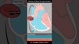 Pathway of Blood Through the Heart  Amoeba Sisters Shorts biology circulatorysystem [upl. by Eidnim]