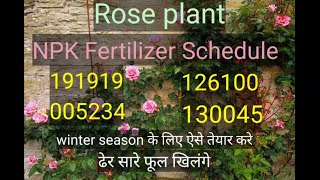 NPK Fertilizer Feeding For Rose Plant [upl. by Simons477]