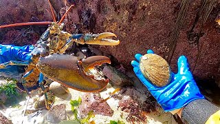 AMAZING FORAGING  Big Lobster  Abalone amp Starfish  Catch amp Cook [upl. by Idid]