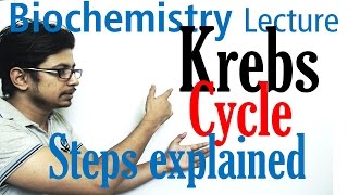 Krebs cycle [upl. by Danete]