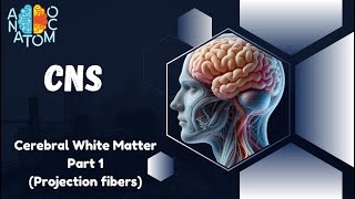 Cerebral White Matter part1  Projection fibers [upl. by June]