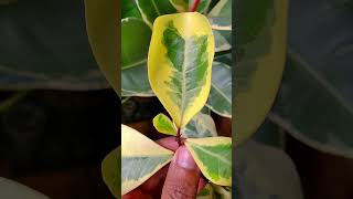 Ficus Triangularis Variegata [upl. by Nnairrehs]