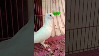 White Satinette pigeon pigeon fancypigeon birds birdslover shorts shortvideo viralshorts [upl. by Sillihp186]