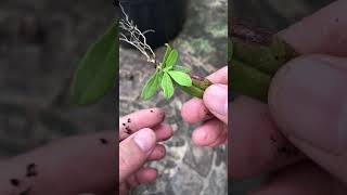 Growing azaleas from leaves [upl. by Anna]