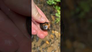 Strange Rock creek rockhounding crystals [upl. by Yendys]