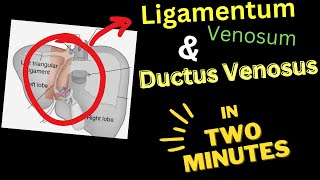 Ligamentum VENOSUM  Ductus VENOSUS  In 4 Minutes [upl. by Ion]