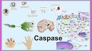 caspase [upl. by Dira]