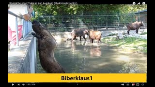 Kontaktfreudiger Takin im Zoo Augsburg  Budorcas taxicolor [upl. by Suirauqram]