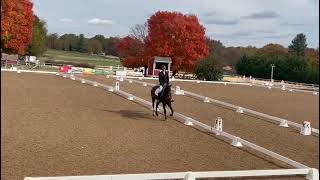 Lausbub Z2024 Waredaca HT Beg Novice Dressage [upl. by Estas]