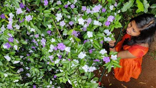 Brunfelsia pauciflora flowering tip malayalam Easy to make new seedlings from a plant [upl. by Rivera111]