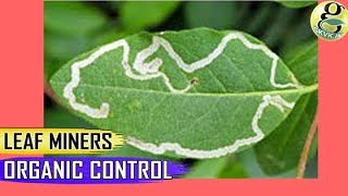 LEAF MINERS How to Control Leafminer Pests in Plants – Beginners Garden Tips Q amp A [upl. by Mehcanem870]