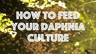 How To Feed Your Daphnia Culture [upl. by Honey786]