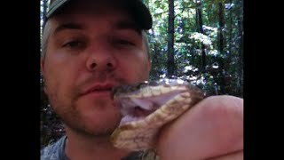 Cottonmouths Everywhere Part 2 Snake Hunting Snake Bite [upl. by Burrton]