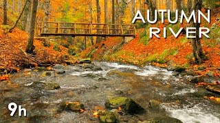 Autumn River Sounds  Relaxing Nature Video  Sleep Relax Study  9 Hours  HD 1080p [upl. by Gayel]