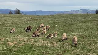 bouquetins at the Creux du Van Today [upl. by Ekal]