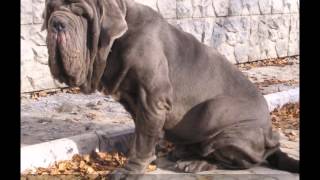 Dogs Neapolitan Mastiff dogs and puppies [upl. by Baldridge880]